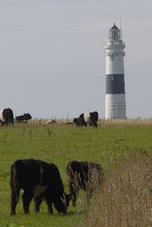 Leuchtturm Kampen/Kühe